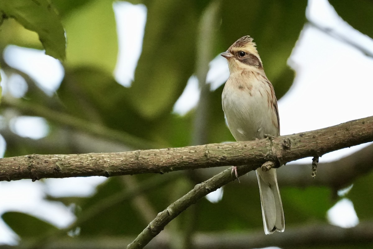 Yellow-throated Bunting - ML616392495