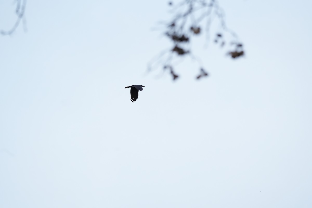 Large-billed Crow - ML616392500