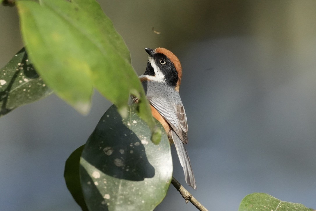 Black-throated Tit - ML616392507