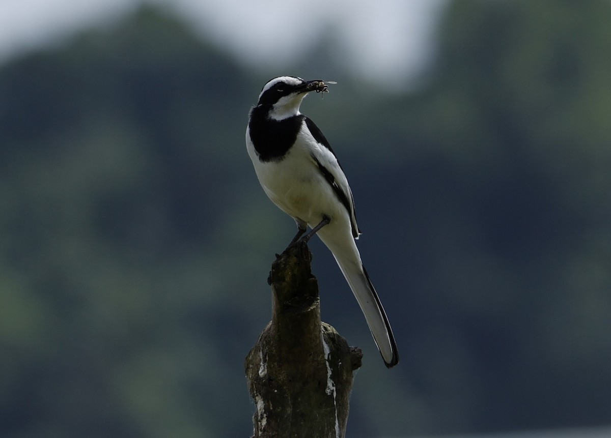 African Pied Wagtail - ML616392518