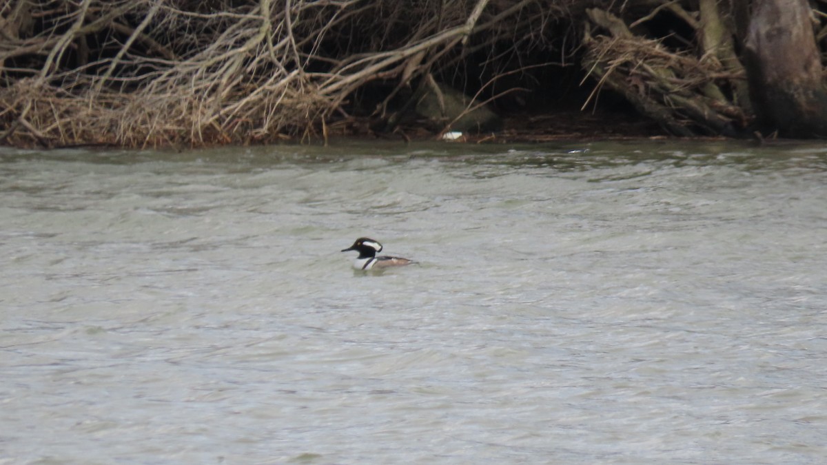 Hooded Merganser - Ryan Lesniewicz