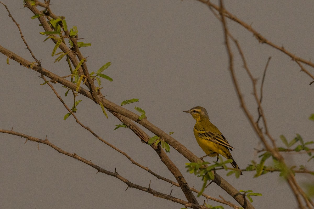 Western Yellow Wagtail - ML616392551