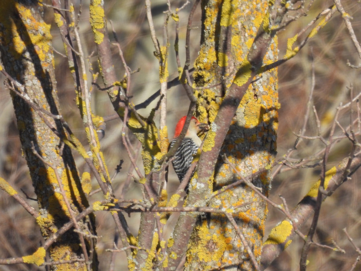 Red-bellied Woodpecker - ML616392577