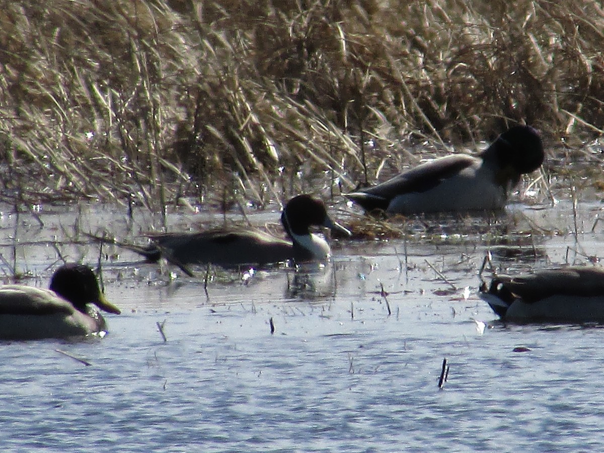 Northern Pintail - ML616392626