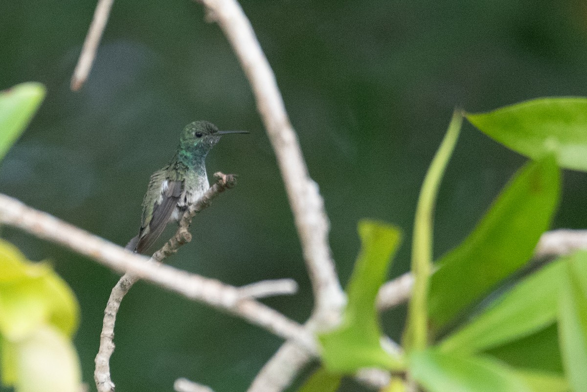 Mangrove Hummingbird - ML616392632