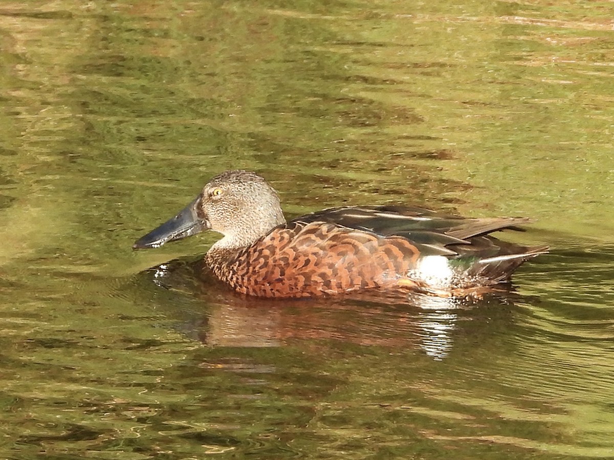 Australasian Shoveler - ML616392660