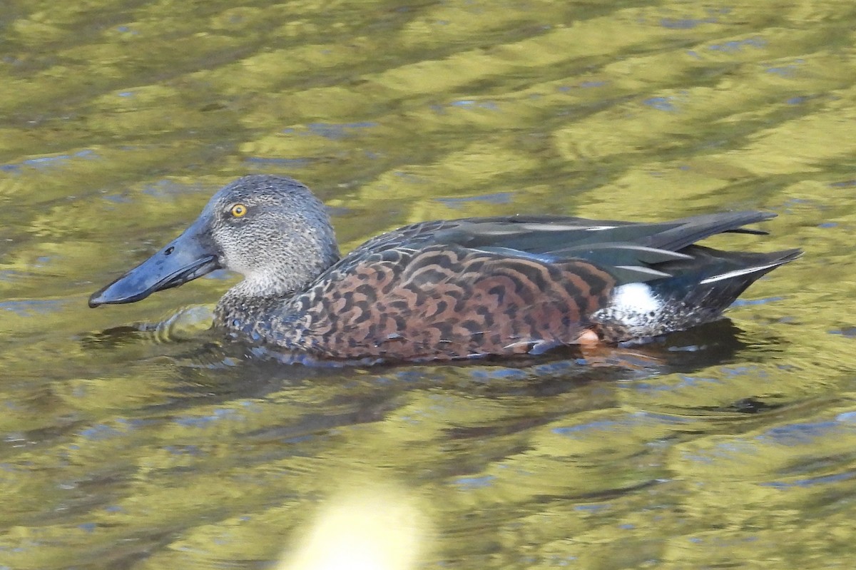 Australasian Shoveler - ML616392661