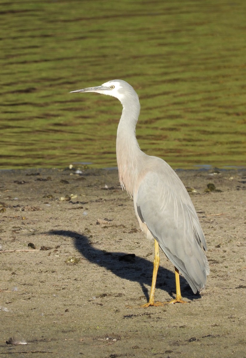 White-faced Heron - ML616392675