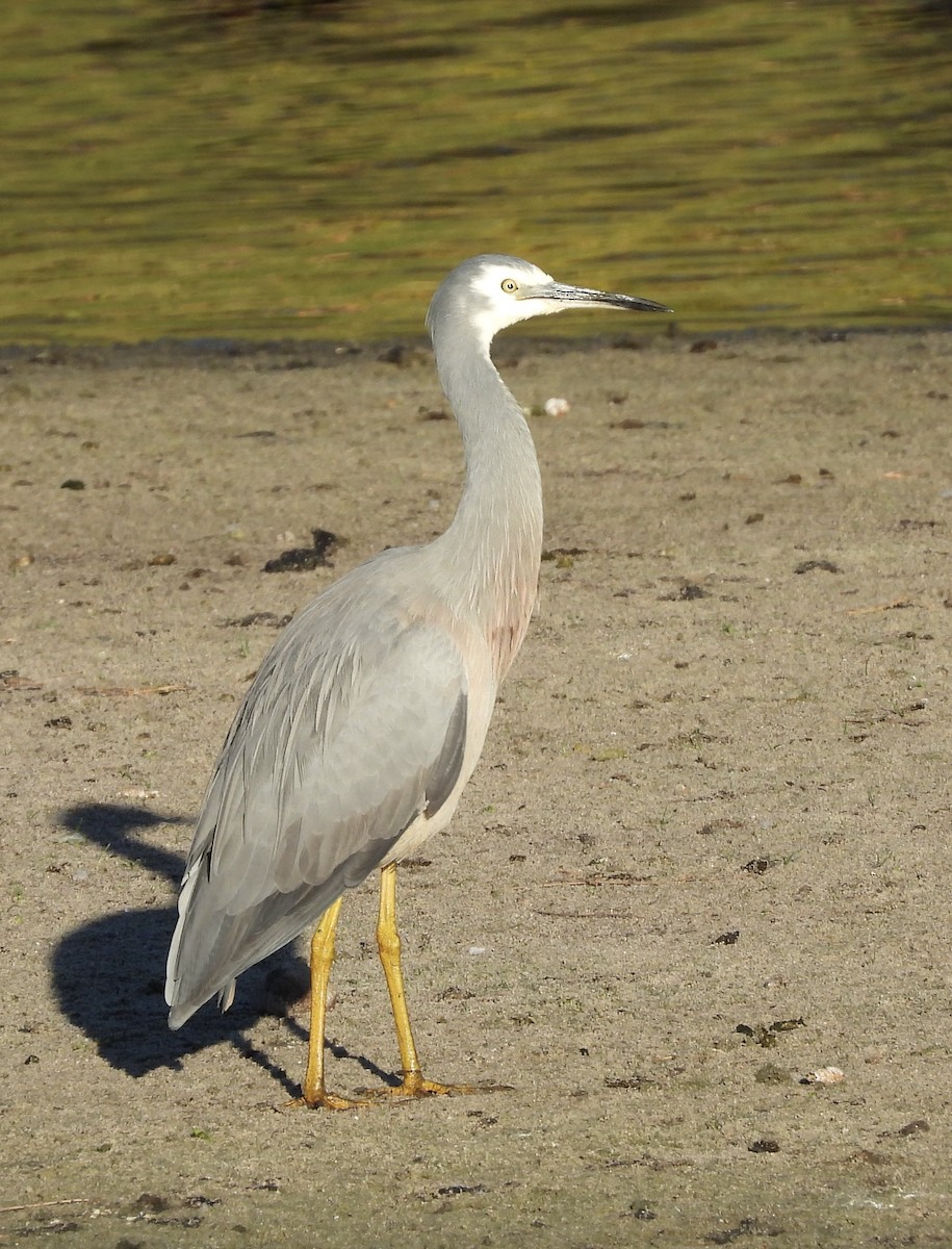 White-faced Heron - ML616392676