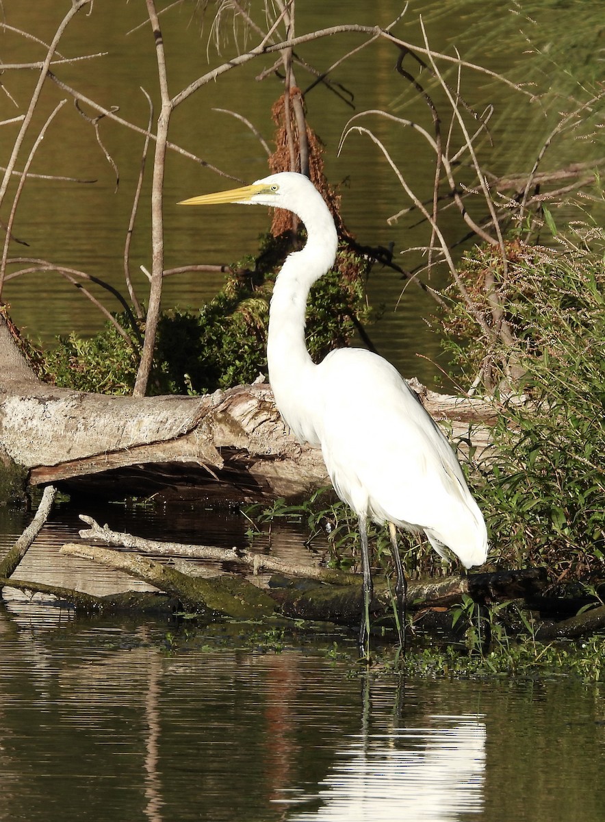 Great Egret - ML616392681