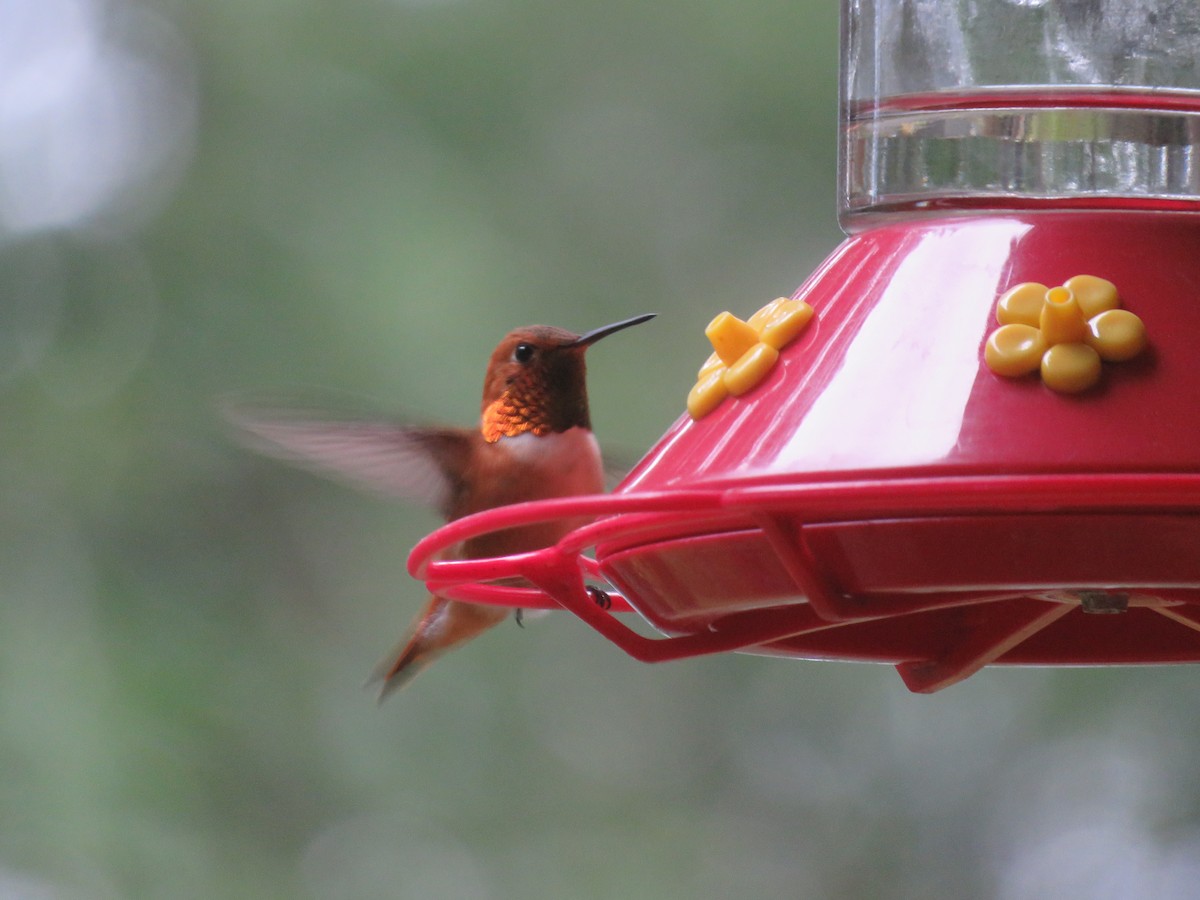 Rufous Hummingbird - greg robertson