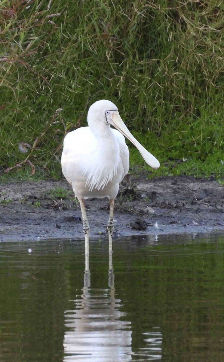 Yellow-billed Spoonbill - ML616392704