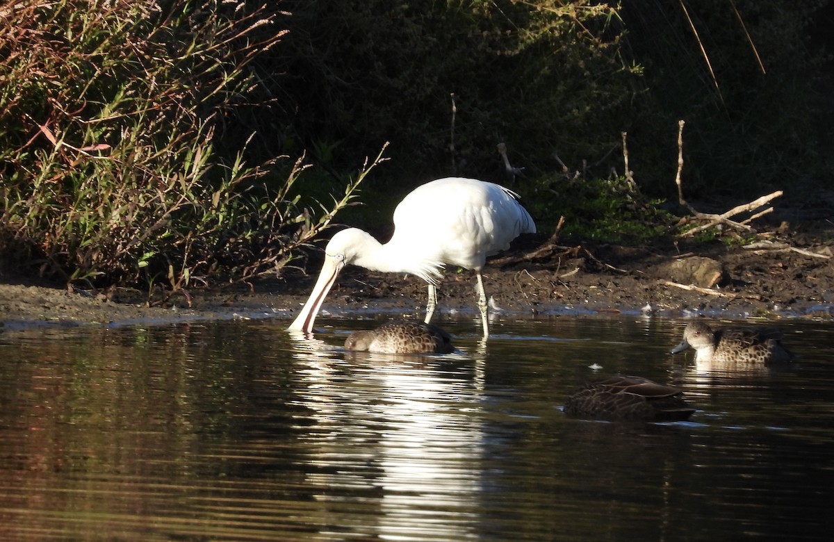 Yellow-billed Spoonbill - ML616392705