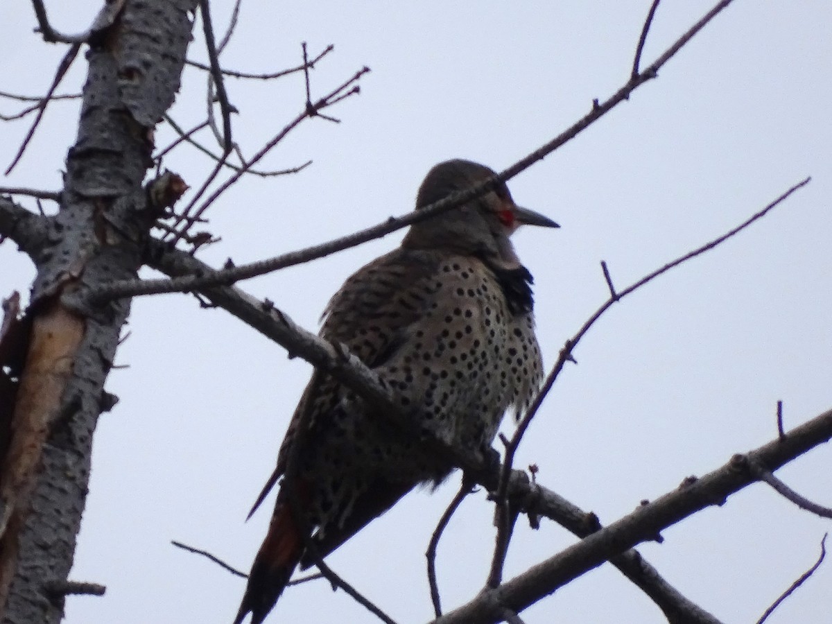 Northern Flicker - Jim Walton