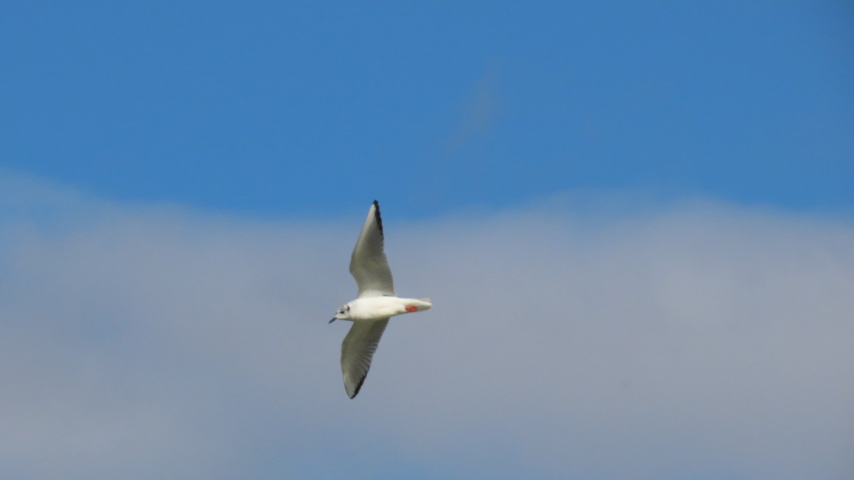 Mouette de Bonaparte - ML616392722