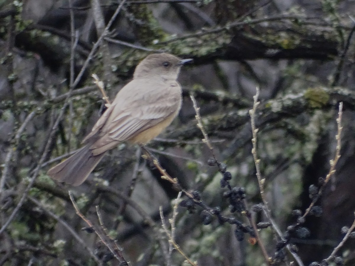 Say's Phoebe - Jim Walton