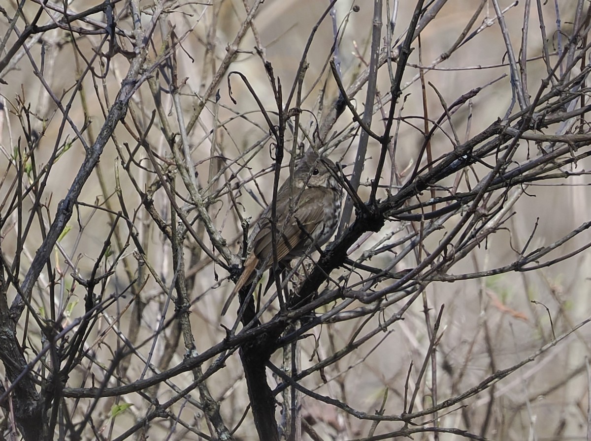 Hermit Thrush - ML616392739