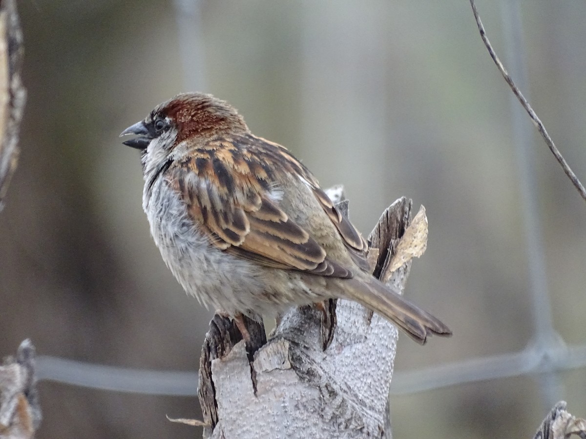 House Sparrow - Jim Walton