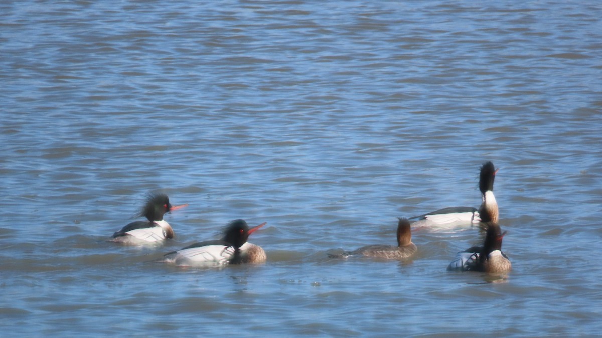 Red-breasted Merganser - Ryan Lesniewicz