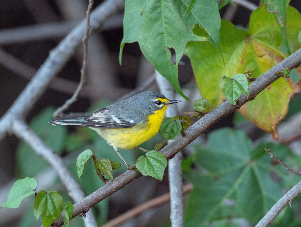 Adelaide's Warbler - ML616392764