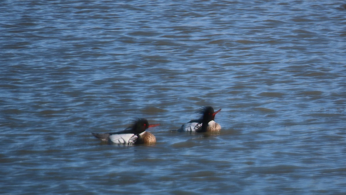 Red-breasted Merganser - ML616392767