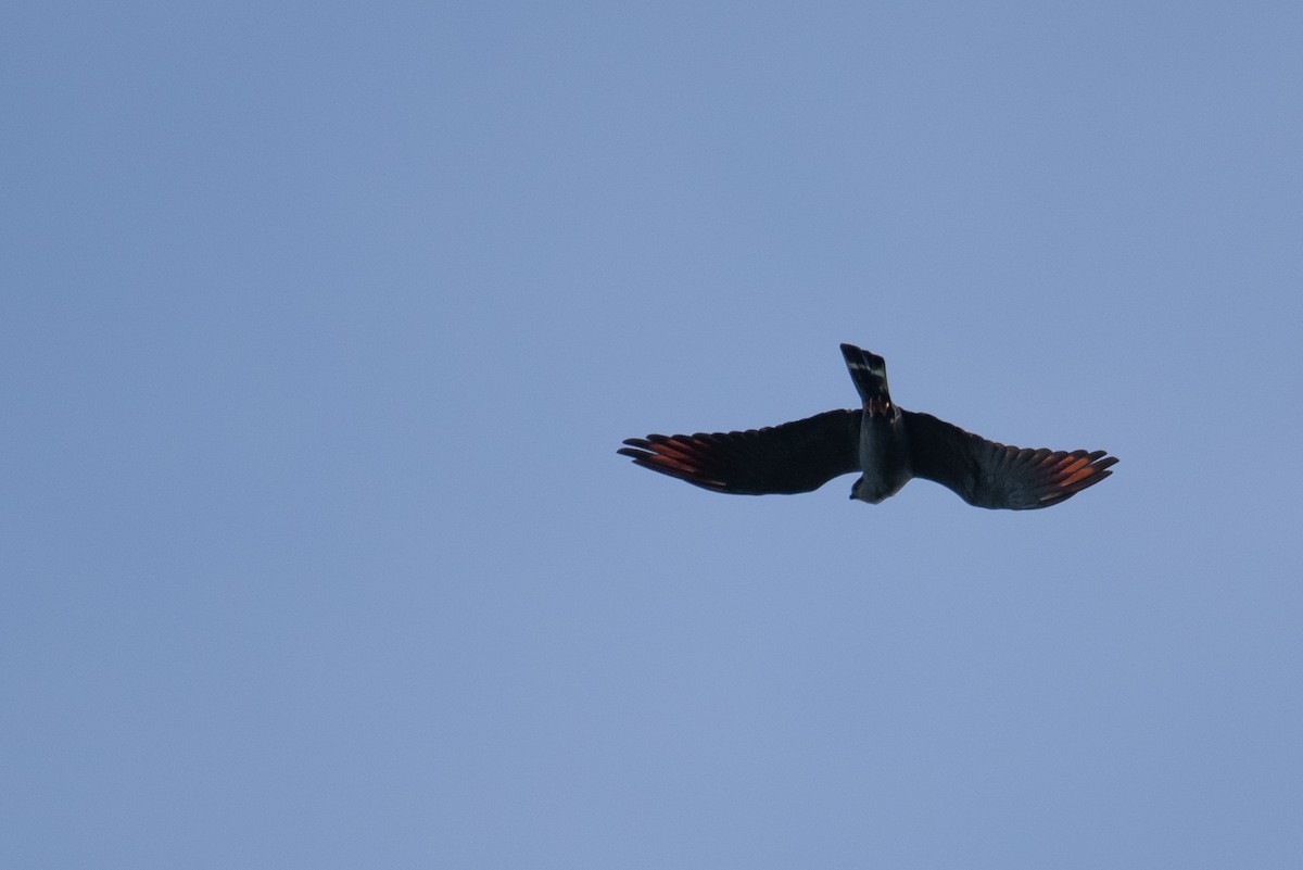 Plumbeous Kite - ML616392768