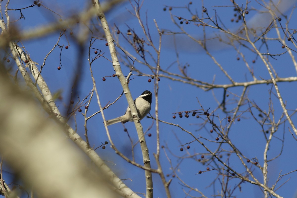 Carolina Chickadee - ML616392771