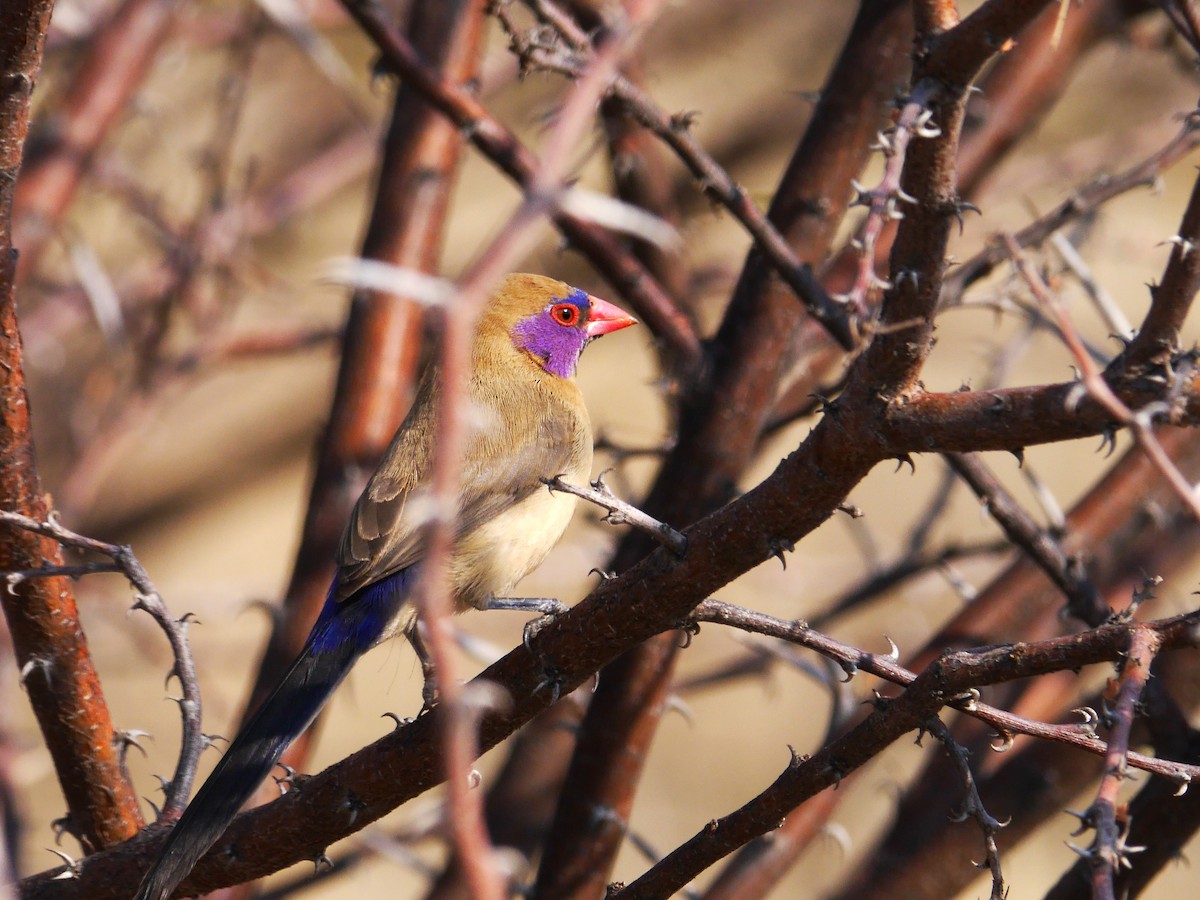 Violet-eared Waxbill - ML616392778