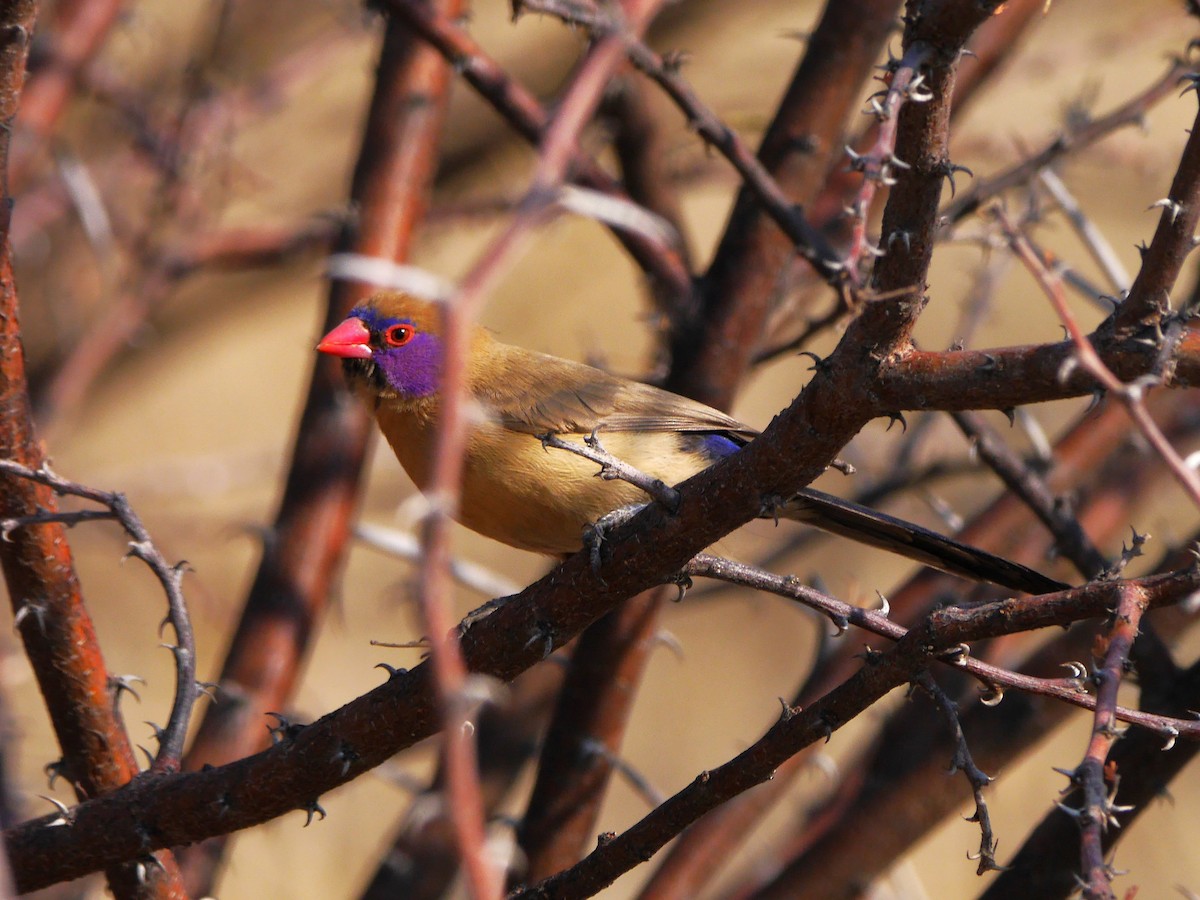 Violet-eared Waxbill - ML616392779