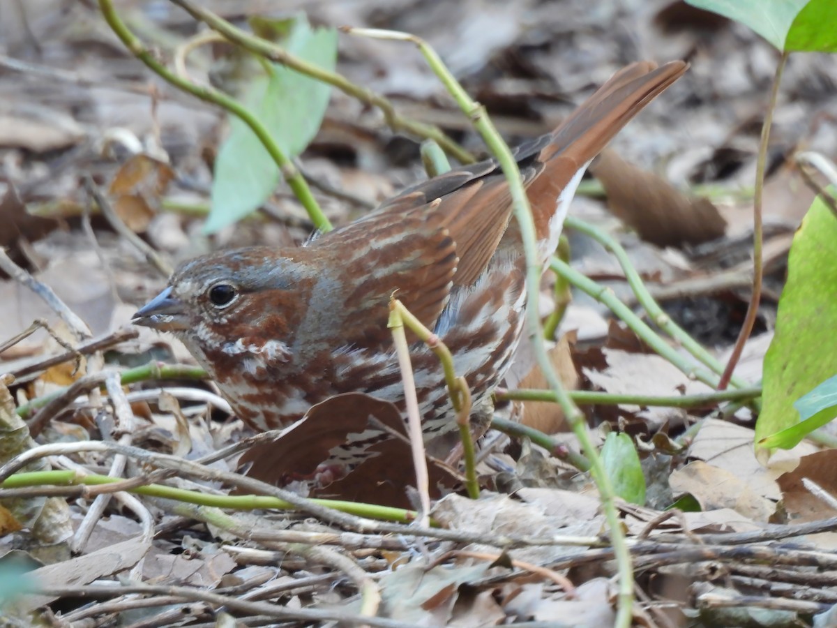 Fox Sparrow (Red) - ML616392812