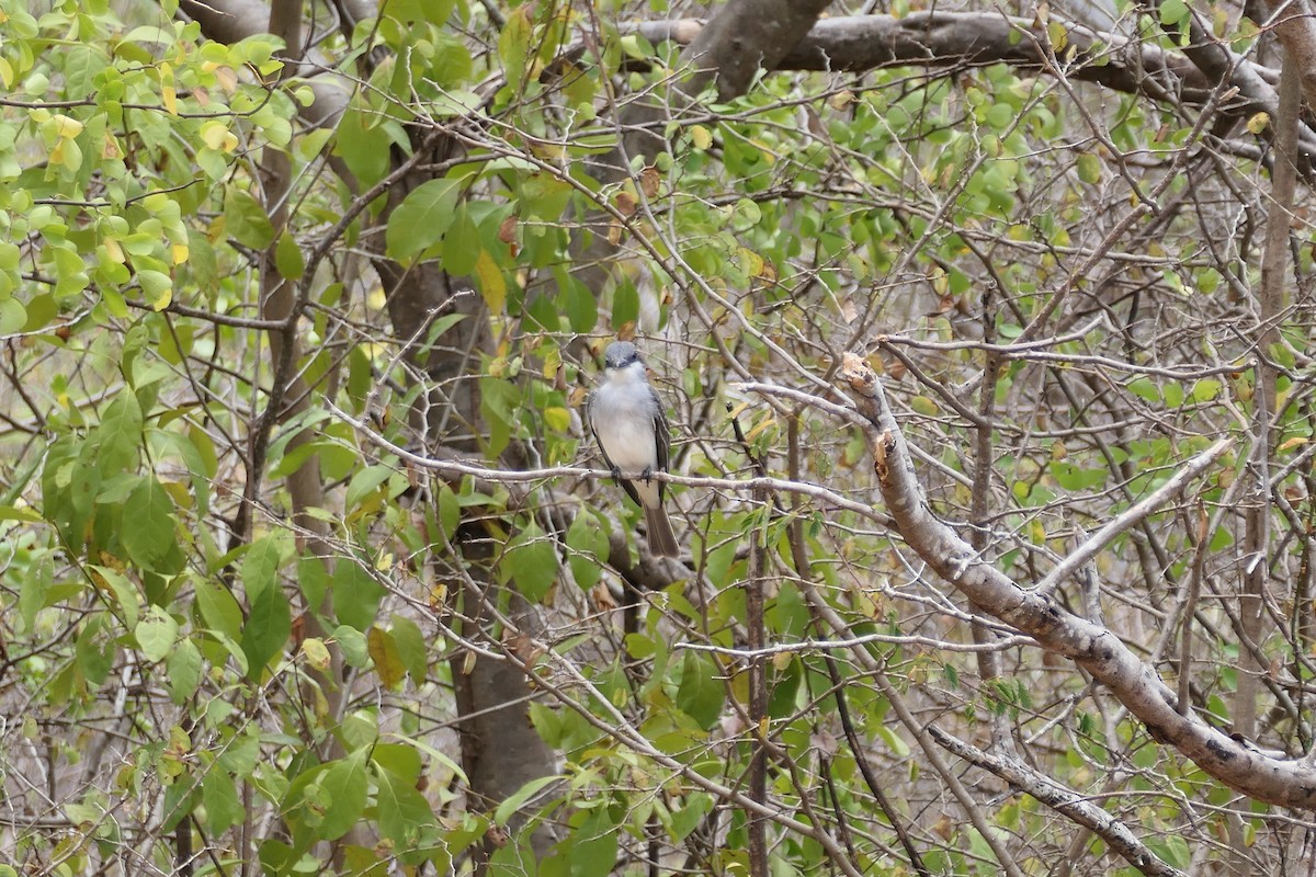 Gray Kingbird - Kenrith Carter