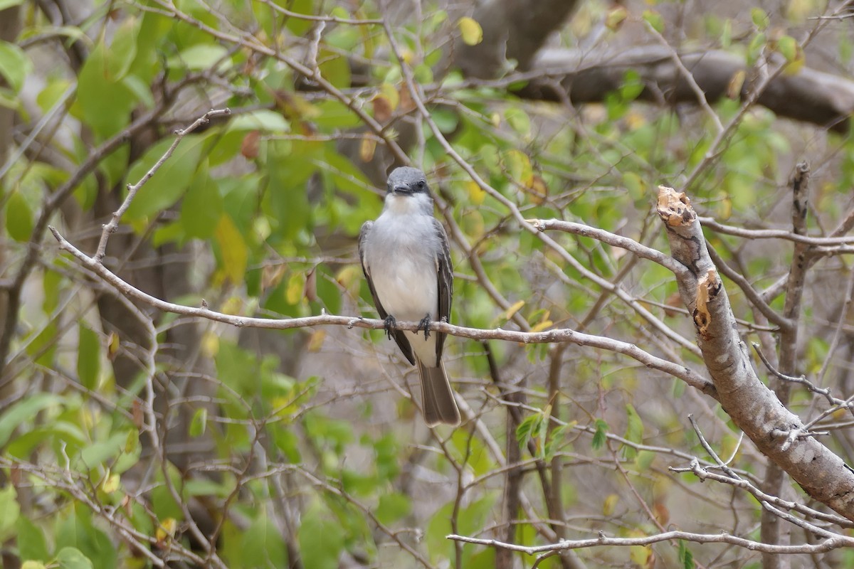 Gray Kingbird - ML616392827