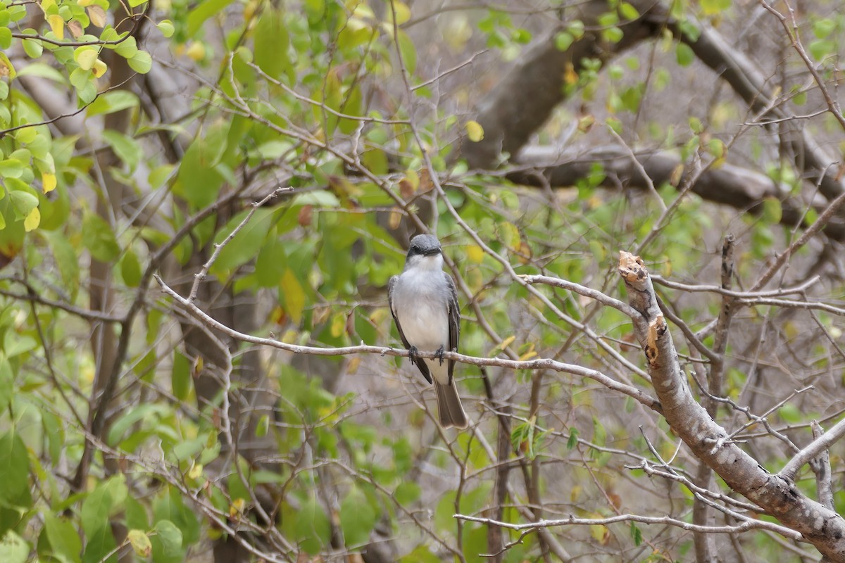 Gray Kingbird - ML616392828