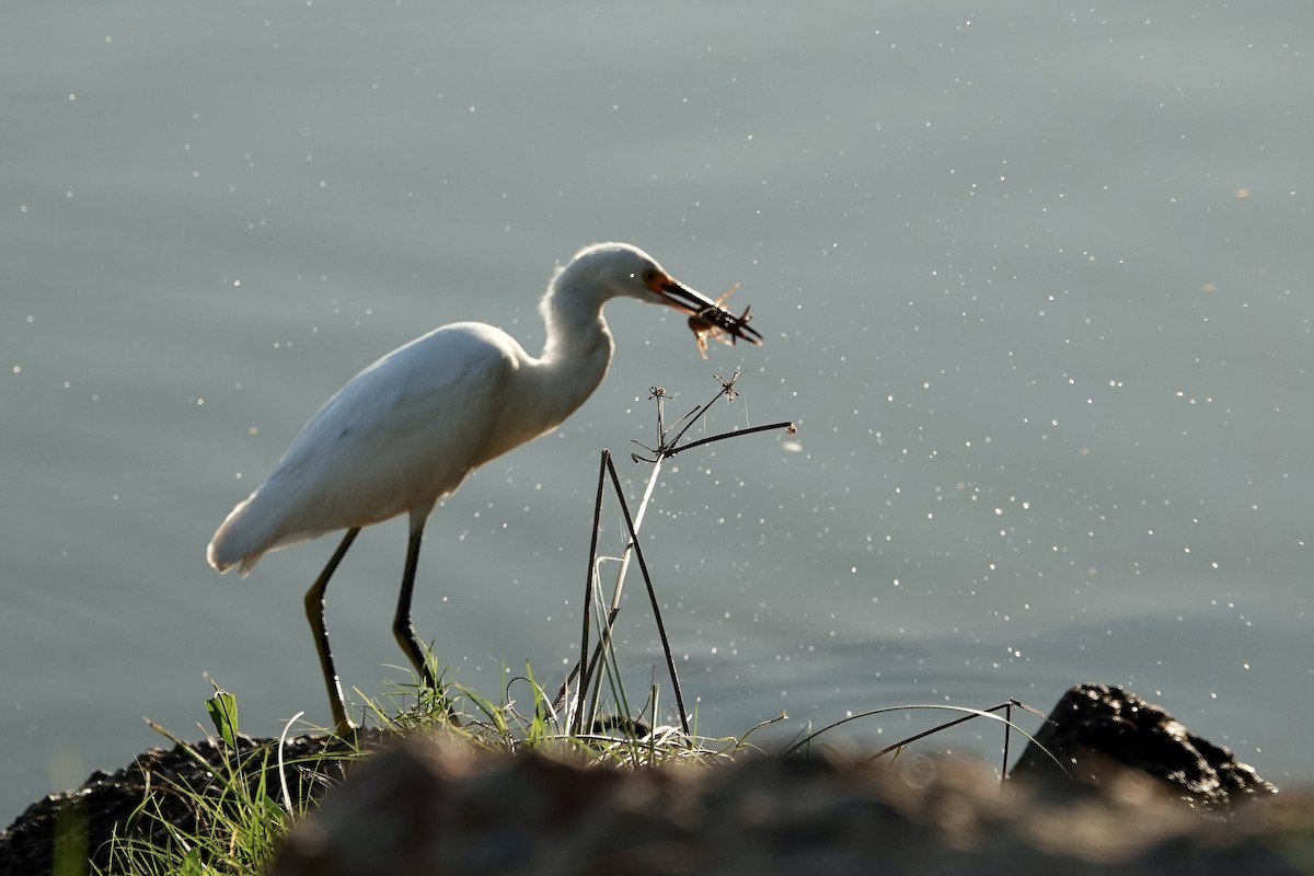 Snowy Egret - ML616392892