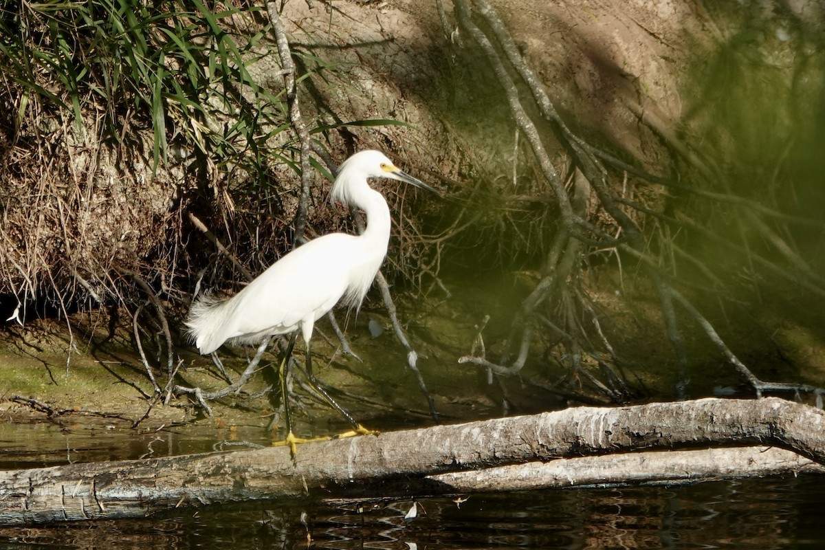 Snowy Egret - ML616393038