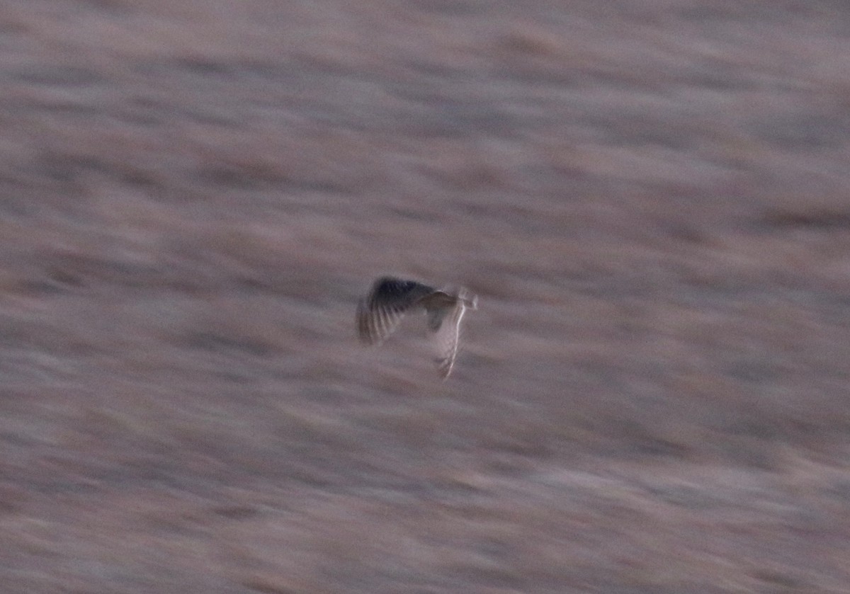 Short-eared Owl - ML616393052