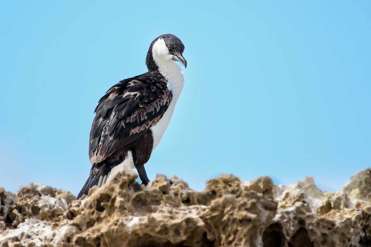 Black-faced Cormorant - Tina Bell