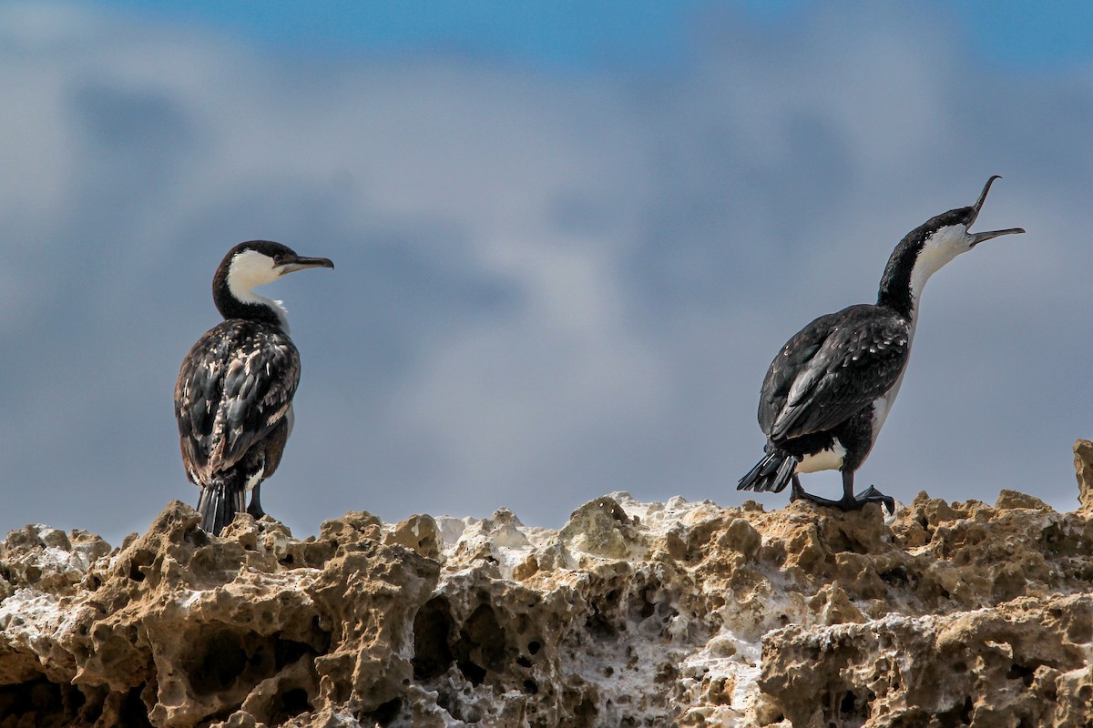 Black-faced Cormorant - Tina Bell