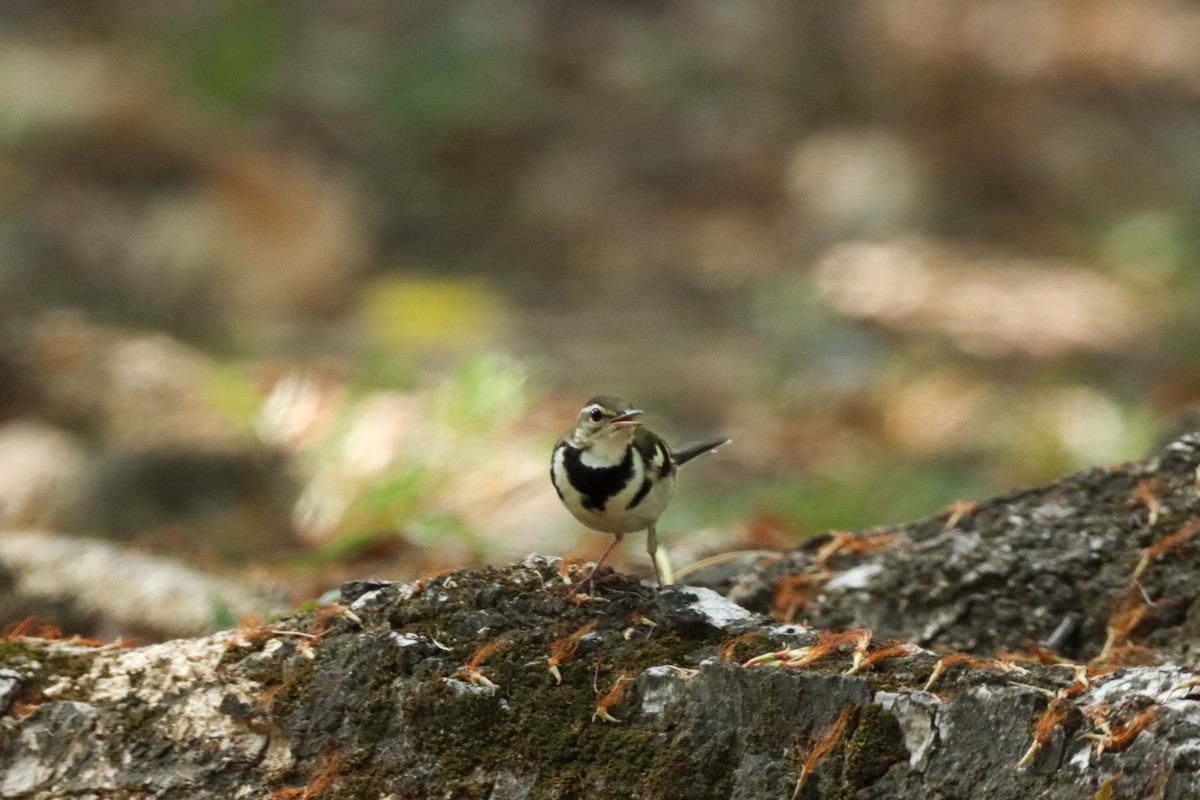 Forest Wagtail - ML616393069