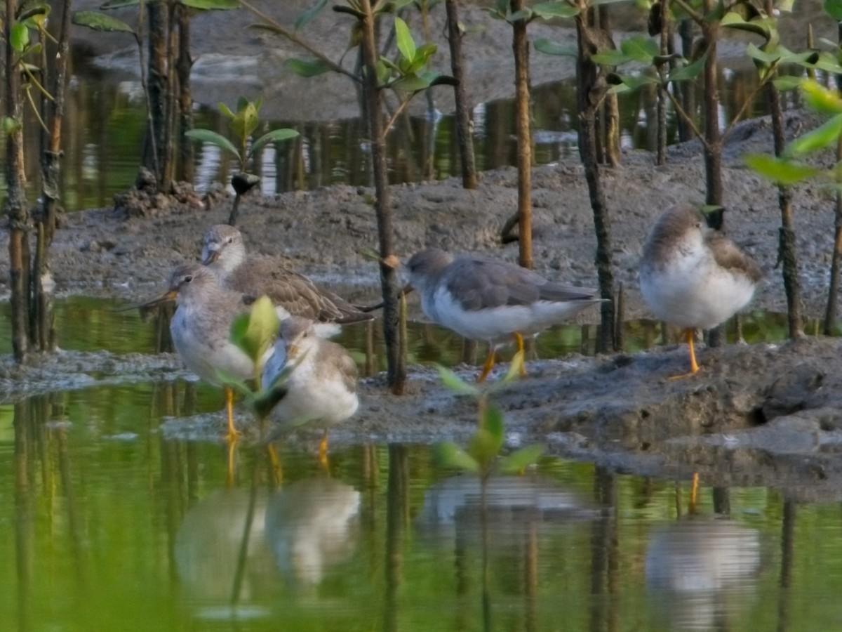 Terek Sandpiper - ML616393122