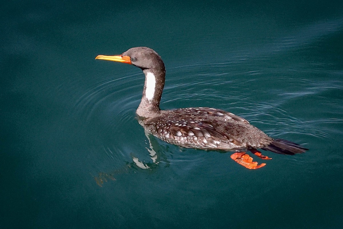 Red-legged Cormorant - ML616393143