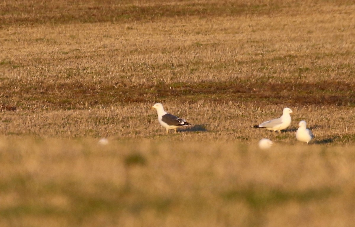 Lesser Black-backed Gull - ML616393169