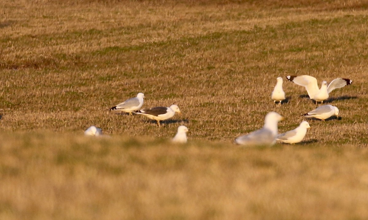 Lesser Black-backed Gull - ML616393170