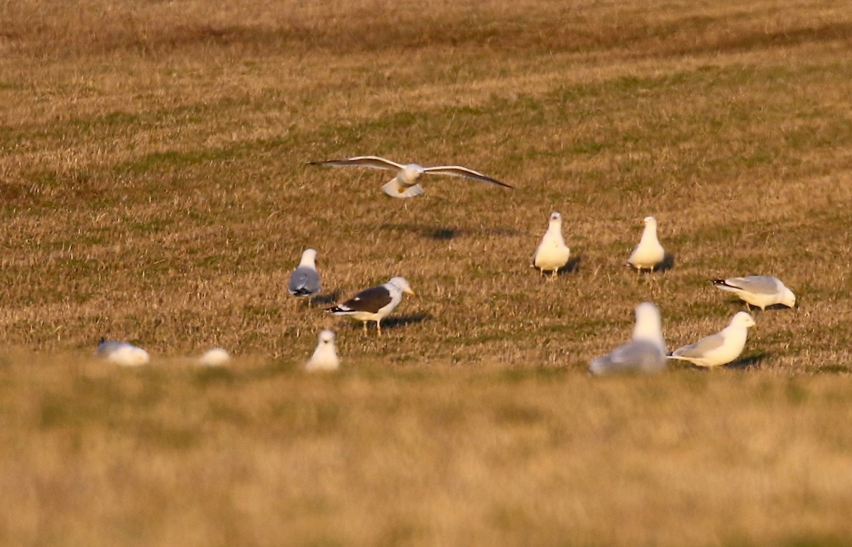 Lesser Black-backed Gull - ML616393172