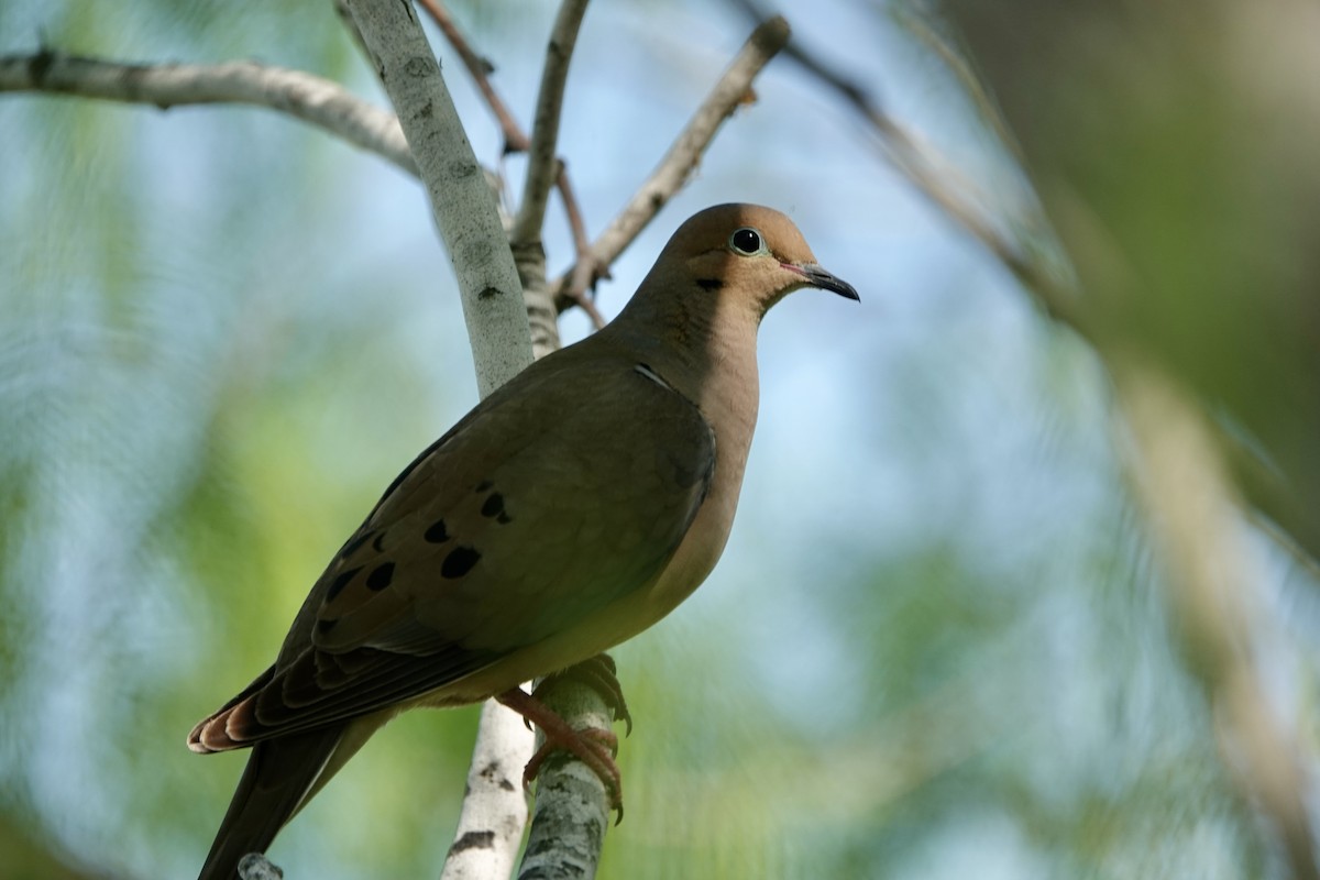 Mourning Dove - ML616393178