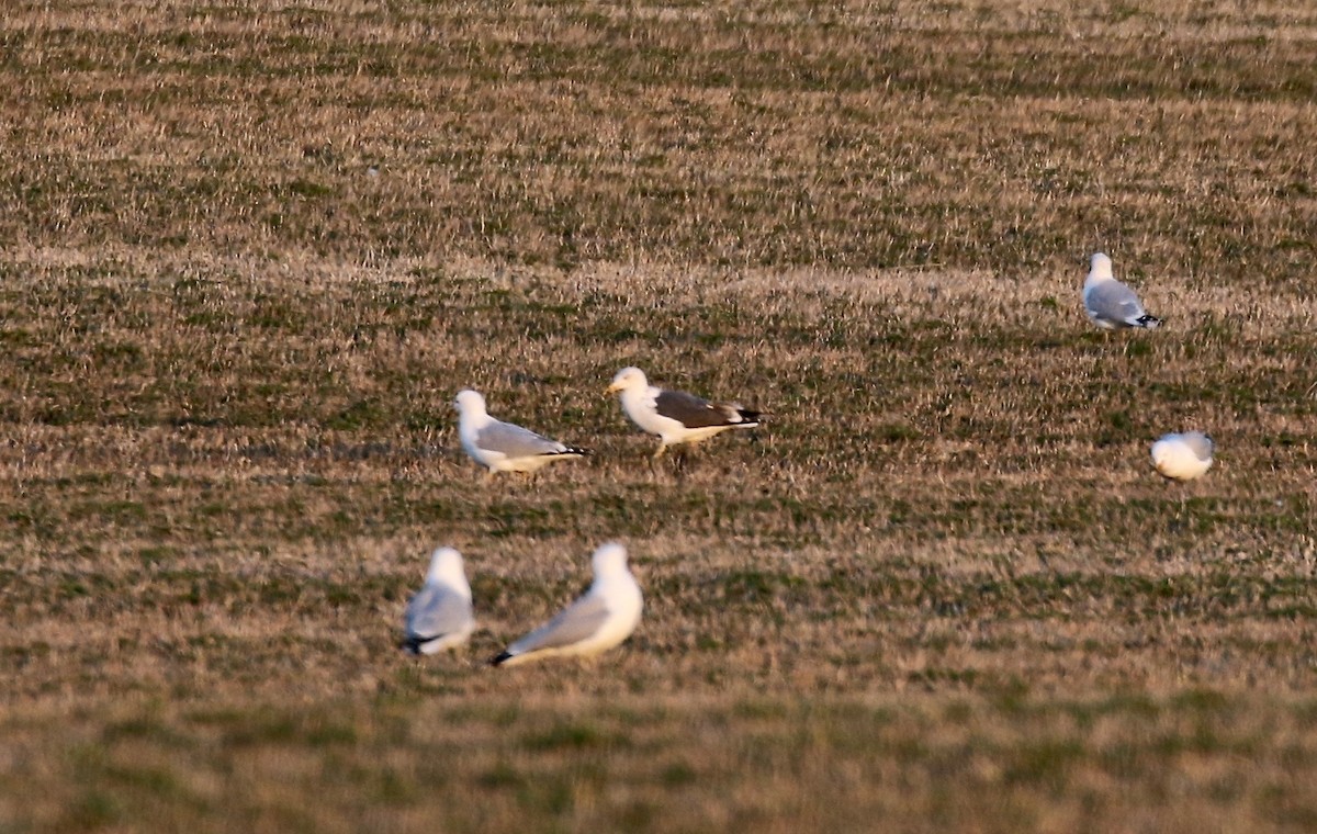 Lesser Black-backed Gull - ML616393179