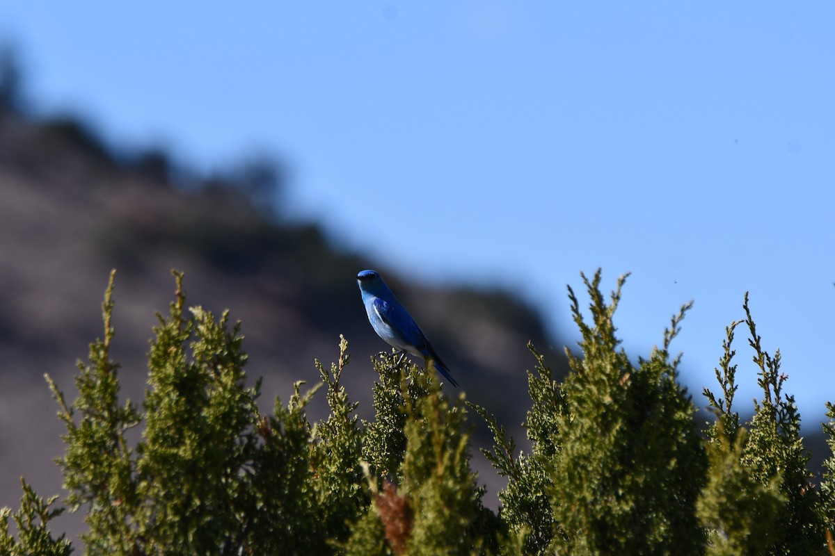 Mountain Bluebird - ML616393185