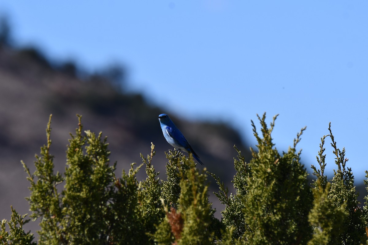 Mountain Bluebird - ML616393186