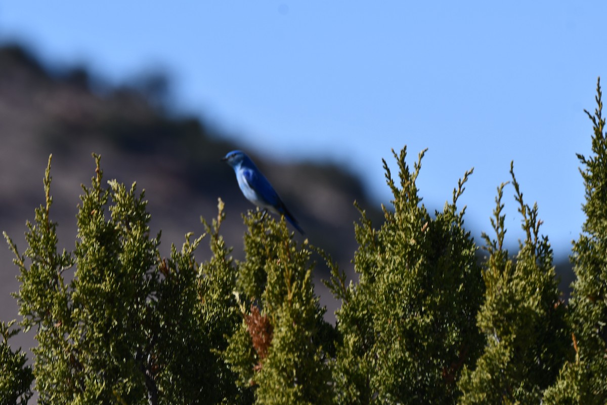 Mountain Bluebird - ML616393187