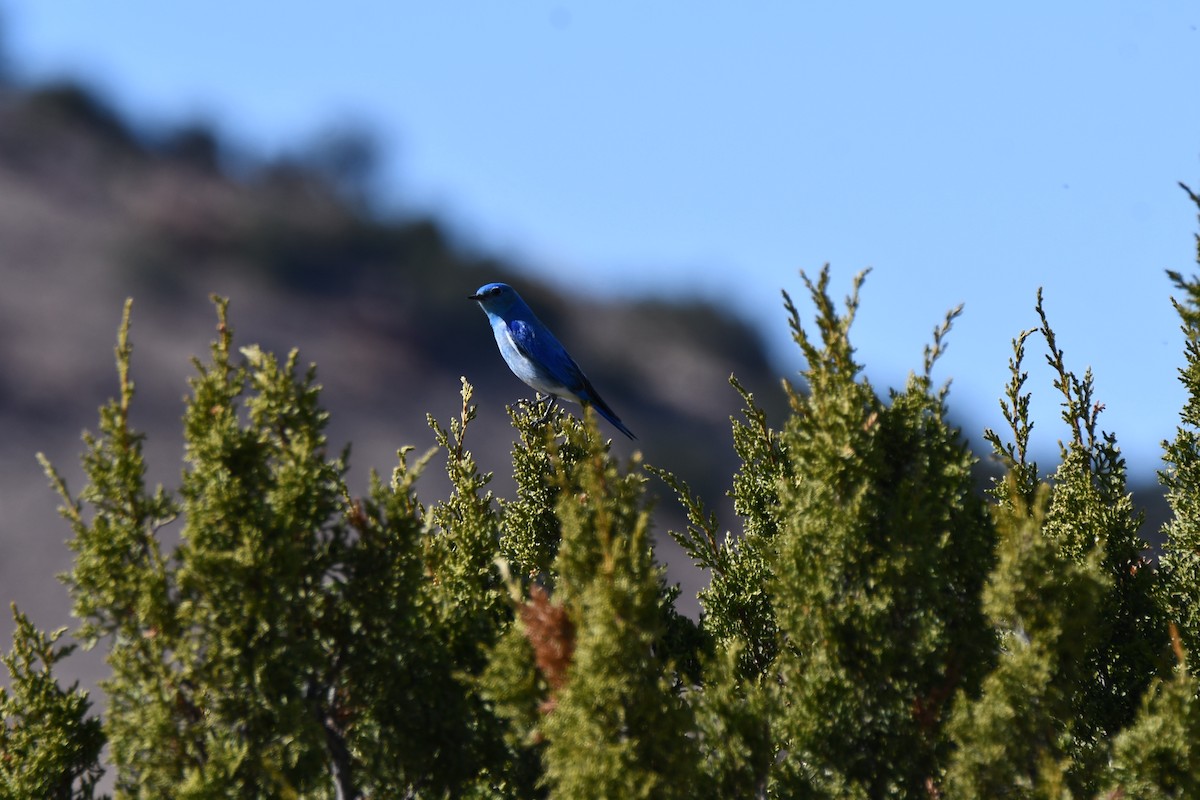 Mountain Bluebird - ML616393188